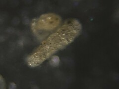 Spiroplectinella wrightii