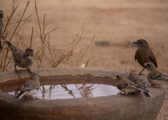 Cercotrichas coryphoeus
