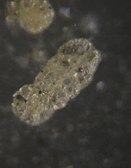 Spiroplectinella wrightii