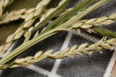 Paspalum repens