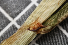Paspalum repens