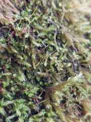 Homalothecium fulgescens