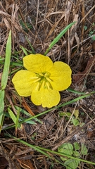 Oenothera berlandieri