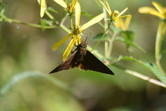 Eudaminae