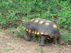 Chelonoidis carbonarius