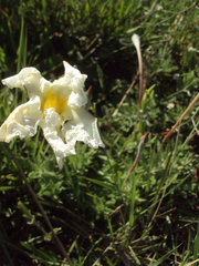 Mandevilla petraea