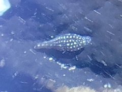 Hemiclepsis marginata