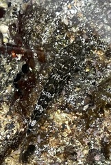 Bathygobius cocosensis