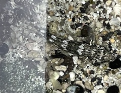 Bathygobius cocosensis