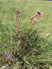Campuloclinium macrocephalum