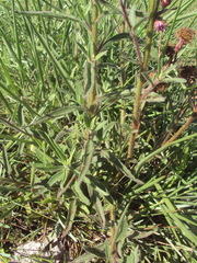 Campuloclinium macrocephalum