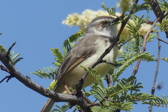 Prinia flavicans