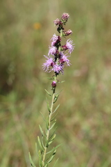 Liatris aspera