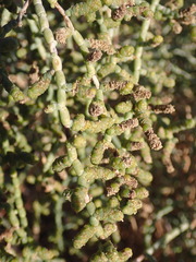 Allenrolfea occidentalis