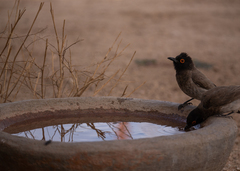 Pycnonotus nigricans