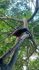 Turdus rufiventris