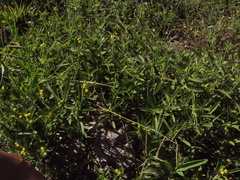 Lippia turnerifolia