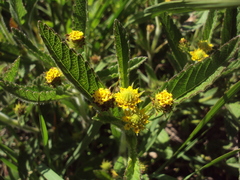 Lippia turnerifolia