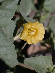 Physalis crassifolia