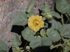 Physalis crassifolia