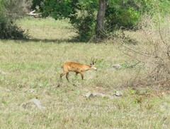 Blastocerus dichotomus