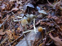 Coprinellus impatiens