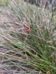 Fimbristylis ferruginea