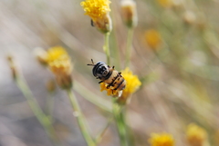 Copestylum fornax