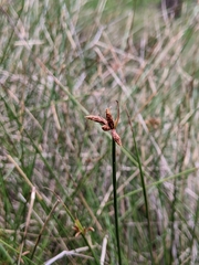 Fimbristylis ferruginea