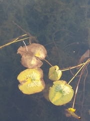 Nymphaea odorata