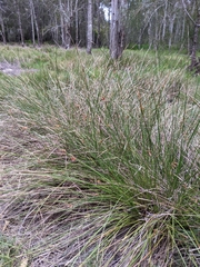 Fimbristylis ferruginea