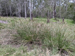 Fimbristylis ferruginea