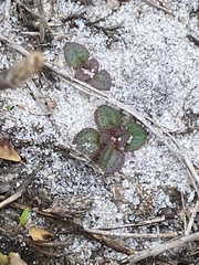 Houstonia procumbens