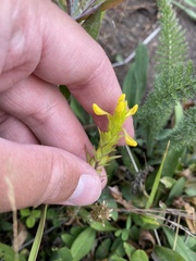 Orthocarpus luteus