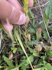 Orthocarpus luteus
