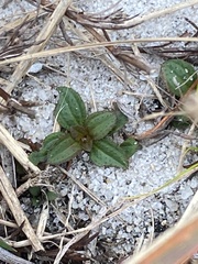 Houstonia procumbens