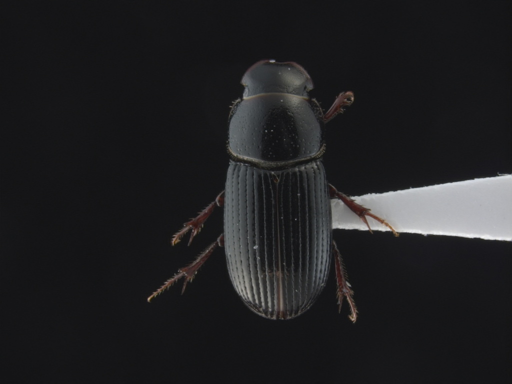 Black Fairway Beetle