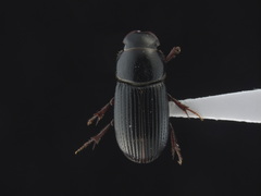 Ataenius spretulus