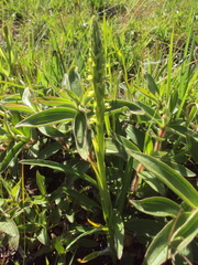 Habenaria parviflora
