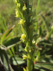 Habenaria parviflora