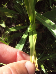 Habenaria parviflora
