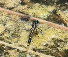 Arigomphus villosipes
