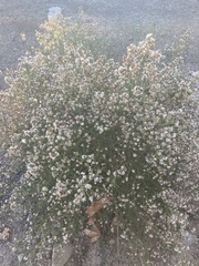 Lepidospartum squamatum