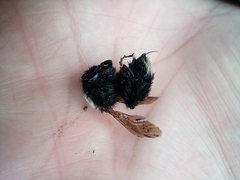 Bombus funebris