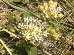 Asclepias