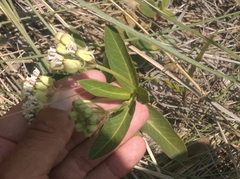 Asclepias