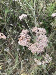 Eriogonum multiflorum