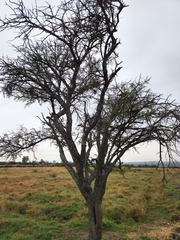 Vachellia schaffneri
