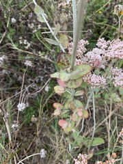 Eriogonum multiflorum