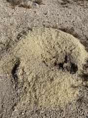 Veromessor pergandei